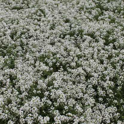<em>Lobularia Perennial White</em>