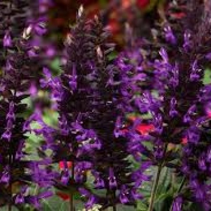 Salvia Purple and Bloom