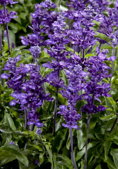 Salvia Cathedral Purple