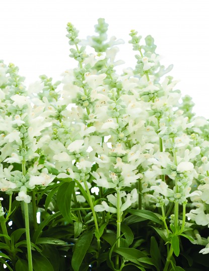 Salvia Cathedral White