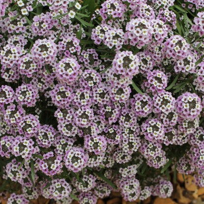 <em>Lobularia Perennial Lavender</em>