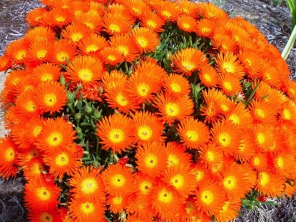 'Mesembryanthemum Orange’