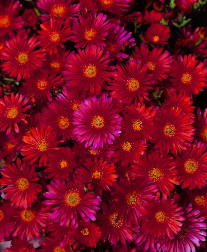 'Mesembryanthemum Red’