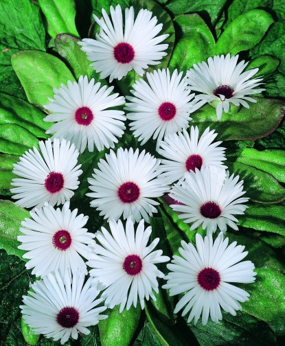 'Mesembryanthemum White’