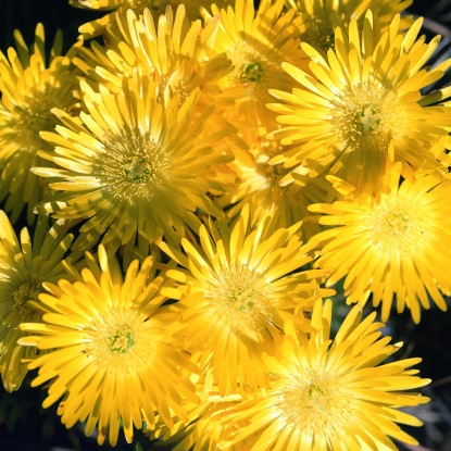'Mesembryanthemum Yellow’