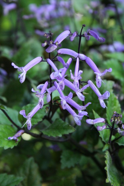 'Plectranthus Purple'